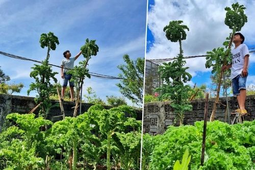Mẹ Đắk Lắk trồng cây cải khổng lồ, muốn thu hoạch phải bắc thang trèo lên