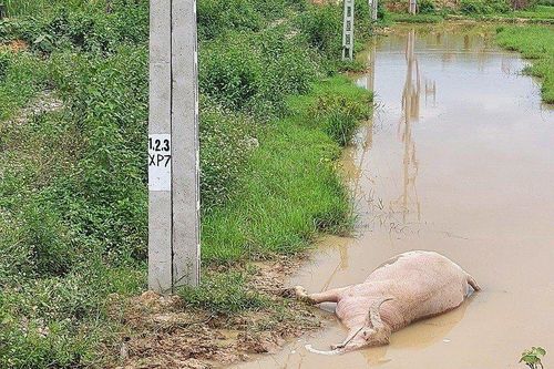 Thanh Hóa: Dân tá hỏa khi trâu bị giật chết dưới chân cột điện