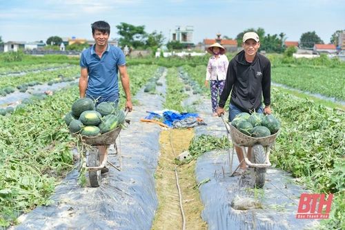 Dưa hấu được mùa, được giá, nông dân Nga Sơn phấn khởi