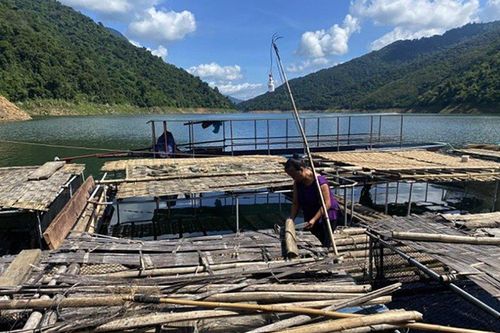 Người dân lao đao khi hàng trăm kg cá lồng chết hàng loạt