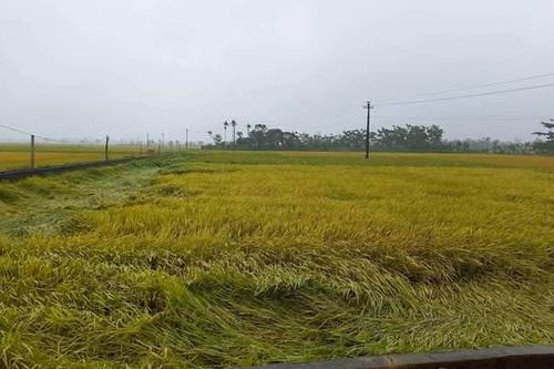 Sét đánh tử vong khi đang gặt lúa