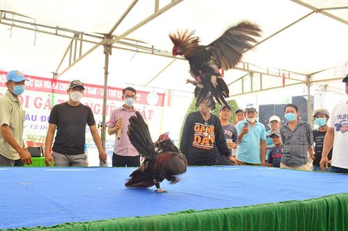 Sôi nổi Hội thi chọi gà tre nghệ thuật TP. Châu Đốc năm 2022