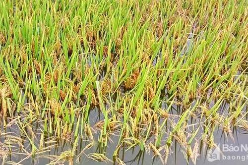 Mưa lớn gây ngập sâu nhiều diện tích lúa ở Thanh Chương