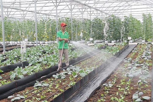 Gỡ rào cản để nâng hiệu quả sử dụng đất cho HTX
