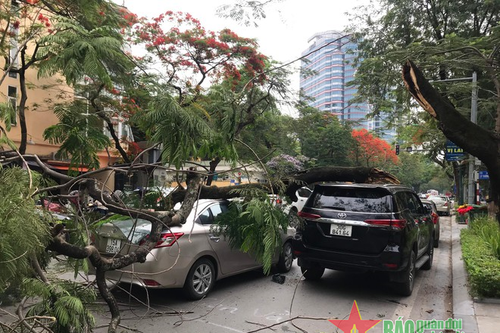 Xe ô tô bị cây phượng gãy đè bẹp