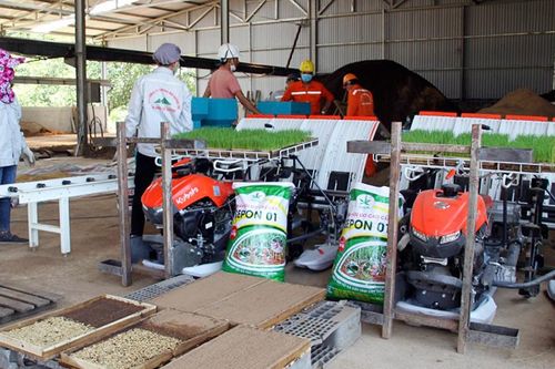 Trồng lúa hữu cơ mở ra hướng canh tác bền vững cho nông dân Quảng Trị
