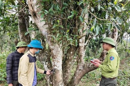 Phú Thọ: Bảo tồn, phát triển bền vững giống chè cổ thụ Shan tuyết
