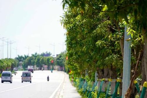 Nhiều người dùng dụng cụ tự chế hái xoài trên đường 10 làn ở Hạ Long