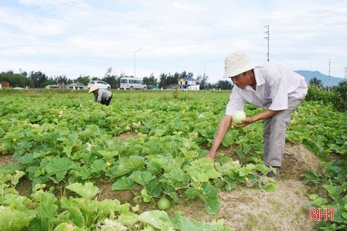 Dưa lê đem lại hiệu quả kinh tế cao trên đất cát pha ở Thịnh Lộc