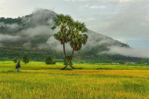 Tiếc nuối ngắm cây thốt nốt tình yêu từng gây bão MXH giờ chỉ còn là kỷ niệm