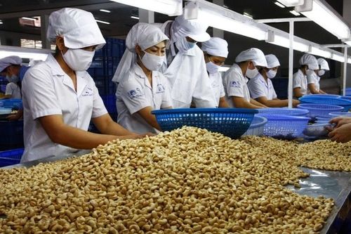 Trung Quốc giảm mua hạt điều từ Việt Nam
