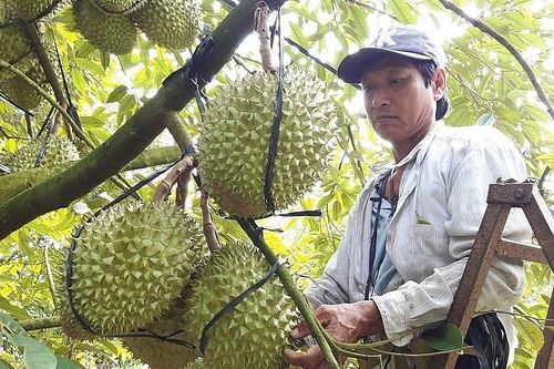 Để nông sản Việt không còn lép vế với hàng Thái