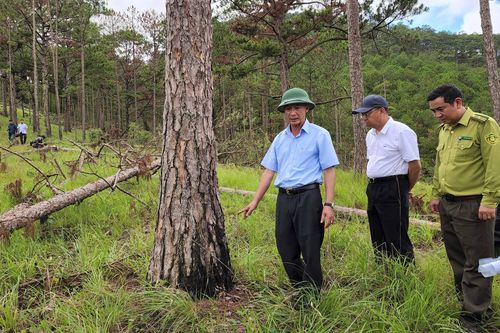 Chủ tịch UBND tỉnh Lâm Đồng yêu cầu lập chuyên án điều tra vụ cưa hàng trăm cây thông ở Đà Lạt