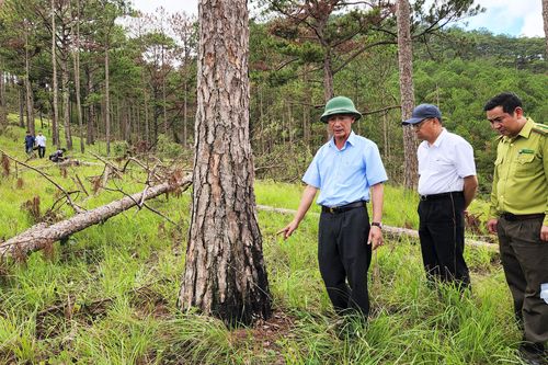 Chủ tịch tỉnh Lâm Đồng yêu cầu khởi tố vụ phá rừng phòng hộ lớn nhất ở Đà Lạt
