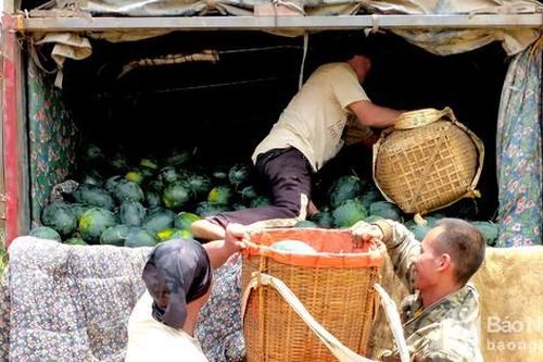 Đóng cửa khẩu biên giới, dưa hấu Nghệ An vẫn 'được mùa, được giá'