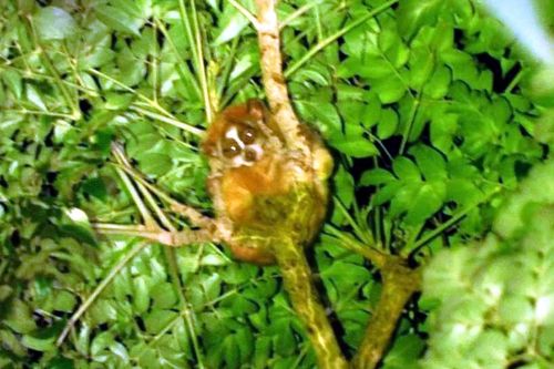 Phát hiện loài cu li quý hiếm tại Khu bảo tồn thiên nhiên Xuân Liên