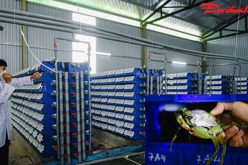 Chàng trai Hà Nội mua nước biển nuôi cua trong nhà bán gần triệu đồng/kg