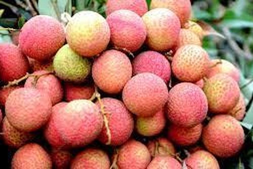 Giá vải u trứng trắng đầu vụ cao kỉ lục