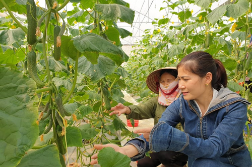 Vươn lên từ đất, làm giàu từ đất