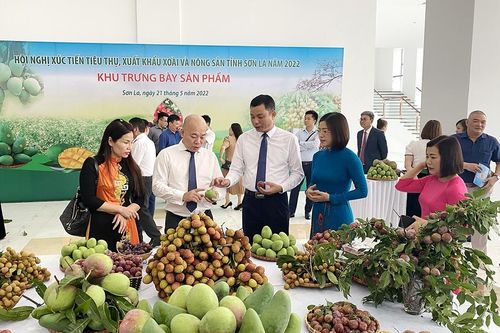 Sơn La kết nối tiêu thụ, xuất khẩu xoài và nông sản