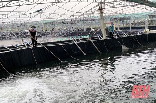Chủ động phòng ngừa dịch bệnh thủy sản vụ xuân hè