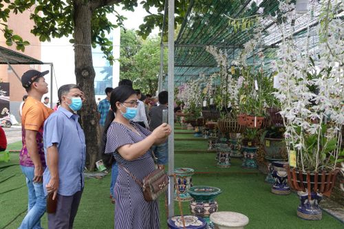Hơn 300 tác phẩm tại Lễ hội Hoa lan Đà Nẵng 2022