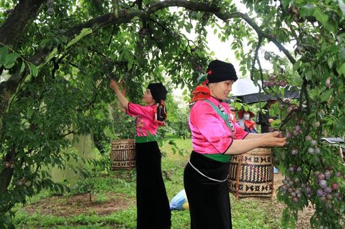 Trải nghiệm thú vị trong Ngày hội hái quả mận Sơn La