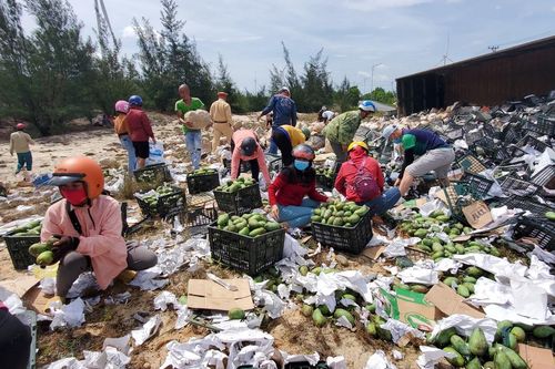 Quảng Bình: Xe chở 33 tấn xoài bị lật, người dân thu gom giúp tài xế