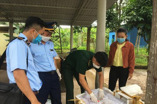 Quảng Trị: Ngăn chặn hơn 400kg phụ phẩm lợn đã bốc mùi