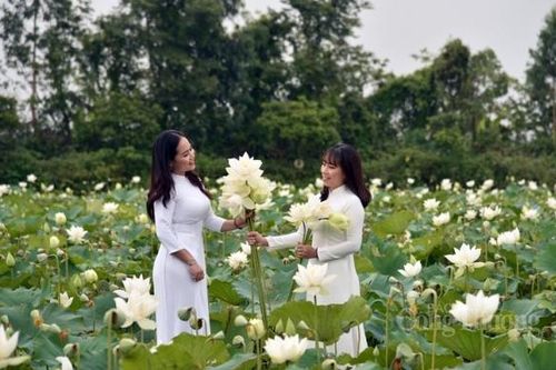 Hà Nội: Nở rộ dịch vụ cho thuê Hoa sen trắng