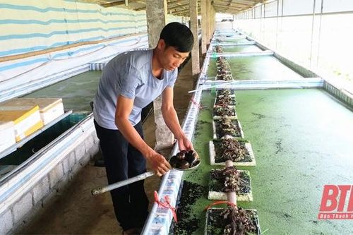 Huyện Hà Trung nhân rộng các mô hình sản xuất nông nghiệp