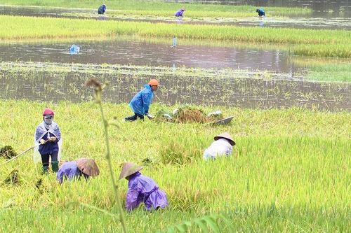 Phú Thọ: Hơn 1.400 ha lúa, hoa màu bị ngập úng