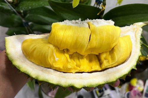 Sầu riêng Musang King trồng ở Việt Nam có giá cả triệu đồng/trái