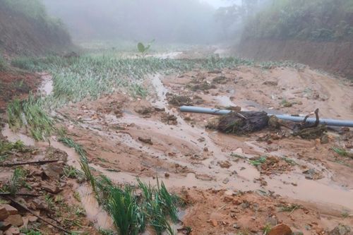 Mưa lũ cuốn phăng hàng trăm ha lúa sắp thu hoạch ở Nghệ An