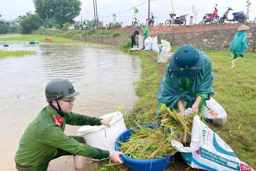 Xúc động cảnh công an Hà Nội xuống đồng giúp dân 'cứu lúa'