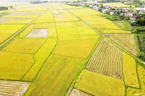 Rộn vui ngày mùa trên quê Bác