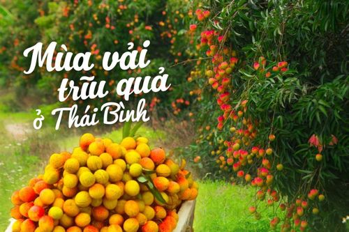 Mùa vải trĩu quả ở Thái Bình đẹp mê mẩn khiến ai cũng bất giác muốn 'bỏ phố về quê'