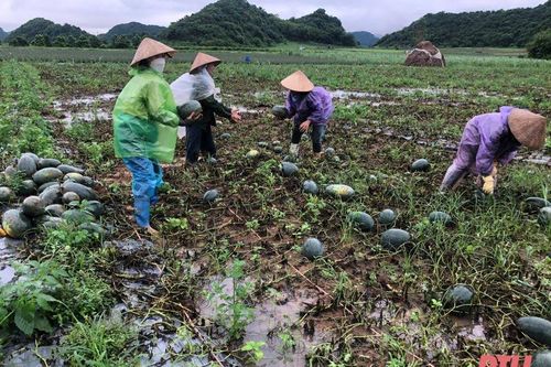 Thạch Thành: Mưa lớn gây ngập úng nhiều diện tích lúa, rau màu