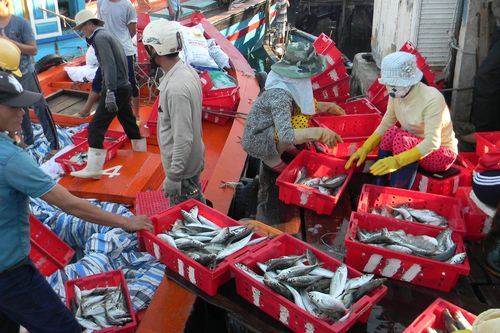 Số phận của những con tàu vỏ thép. Bài 2: Ngư dân giỏi cũng lâm cảnh nợ nần