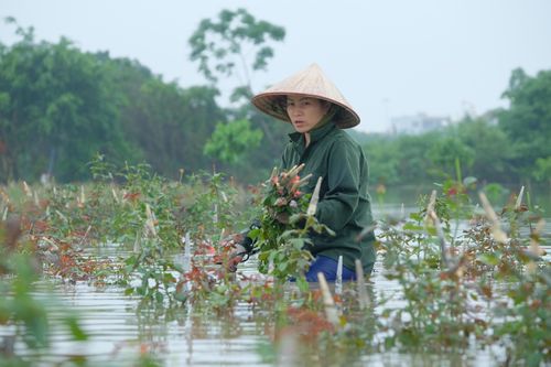 Đông Anh, Hà Nội: Cà chua, hoa hồng ngập nước, dân cắt mang bán không kịp