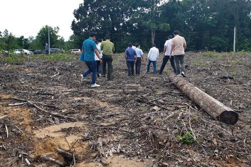 Kiên Giang: Khởi tố 5 vụ án hình sự liên quan đến phá rừng Phú Quốc