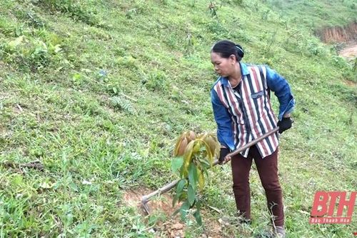 Huyện Như Xuân mở rộng diện tích trồng xoài keo