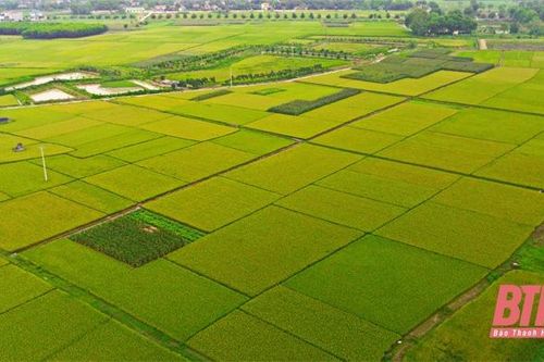 Những 'quả ngọt' trong thực hiện tích tụ ruộng đất ở Thanh Hóa