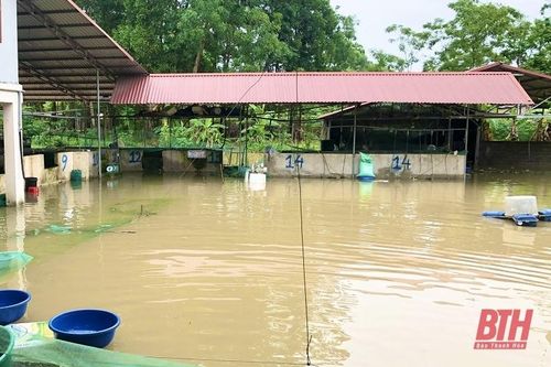 Mưa lũ làm thiệt hại 106,6 ha nuôi trồng thủy sản