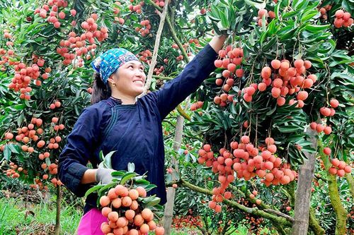 Bắc Giang: Dự kiến vụ vải thiều đạt 180 ngàn tấn, 40% sản lượng sẽ xuất khẩu