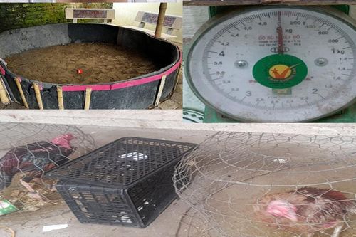 Cụ ông 66 tuổi tổ chức cho 14 người đá gà ăn tiền tại nhà