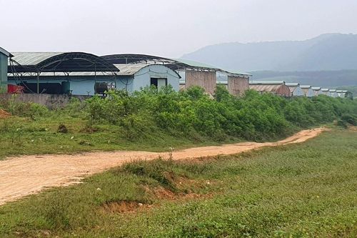 Điều chỉnh dự án chăn nuôi bò ngàn tỷ ở Hà Tĩnh