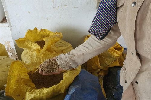 Đà Nẵng: Phạt chủ bãi than để nước thải chảy ra môi trường nhuộm đen ruộng lúa