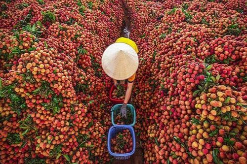 Hàng trăm doanh nghiệp Trung Quốc được giải quyết thủ tục để sang thu mua vải Bắc Giang