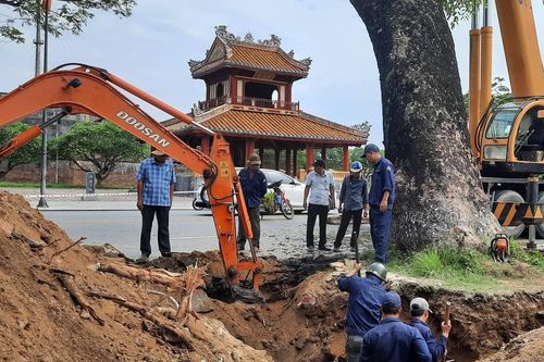 Huế cho di dời 'cụ' xà cừ hơn 100 tuổi vì lo cây đổ đè người đi đường